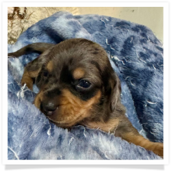 Angelica - Black & Tan Dapple Smooth Coat Female Miniature Dachshund Puppy