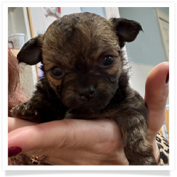 Tiny Tina - Sable Longhair Female Chihuahua Puppy