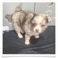 Bella - Merle Long Hair Female Chihuahua Puppy