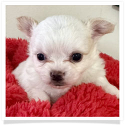 Snowflake - White Long Hair Male Chihuahua Puppy