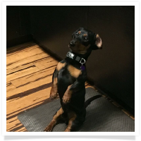 Max the Miniature Dachshund Puppy in his Happy Home in Michigan! 