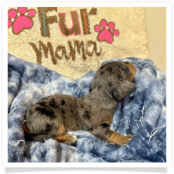 Angelica - Black & Tan Dapple Smooth Coat Female Miniature Dachshund Puppy