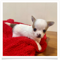 Colt - Male Chihuahua Puppy