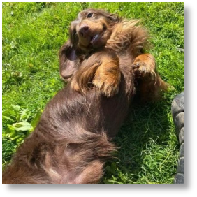 Hank - AKC Chocolate and Tan Long Hair Male Miniature Dachshund