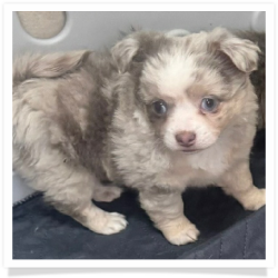 Bella - Merle Long Hair Female Chihuahua Puppy