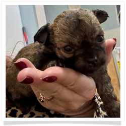 Tiny Tina - Sable Longhair Female Chihuahua Puppy