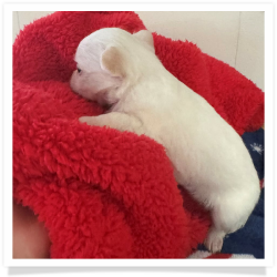 Kitty - White Long Hair Male Chihuahua Puppy