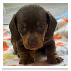 Ginger - Chocolate & Tan Smooth Coat Female Miniature Dachshund Puppy