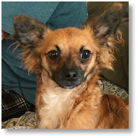Nevada - Female Chihuahua