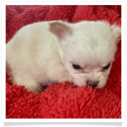 Snowflake - White Long Hair Male Chihuahua Puppy
