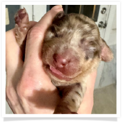 Autumn - AKC Chocolate & Tan Dapple Longhair Female Miniature Dachshund Puppy