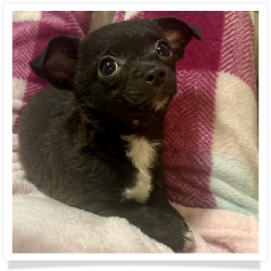 Bree - Black Female Chihuahua Puppy