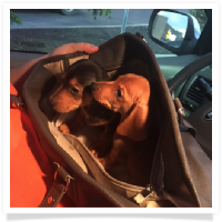 Miniature Dachshund Puppies Scout and Oliver in their Happy Homes!