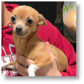 Vanessa - Smooth Coat Female Chihuahua